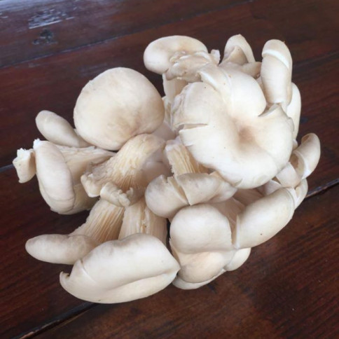 Oyster mushrooms