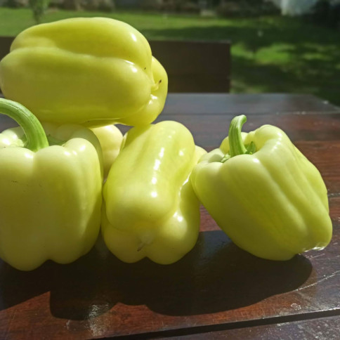 Punjene paprike 500gr