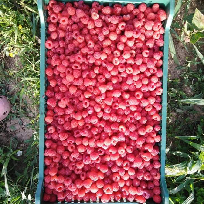 Malina  gajbica 2kg.
