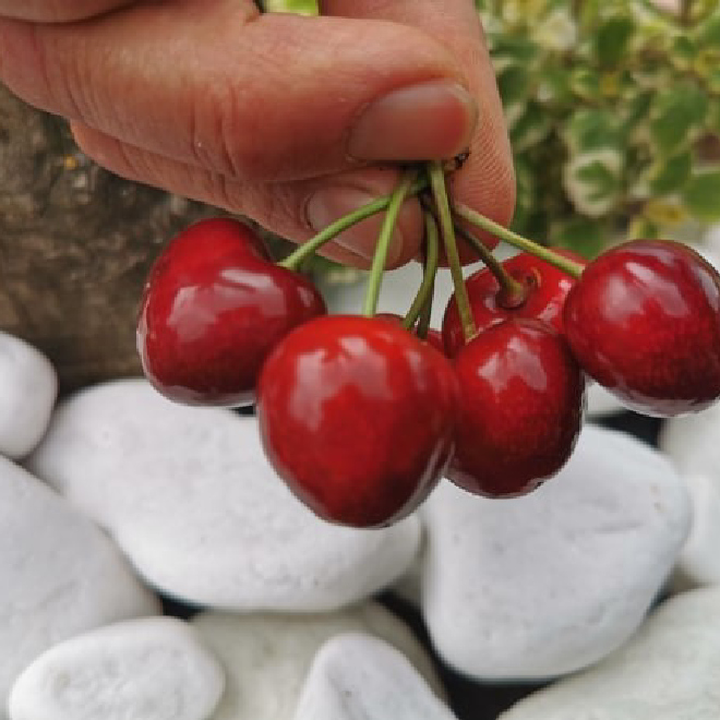 Trešnja sveža-gajbica 5kg